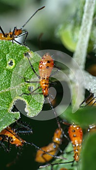 Leaf-footed bug nymphs on a leaf