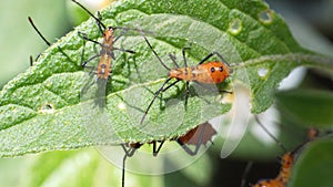 Leaf-footed bug nymphs on a leaf