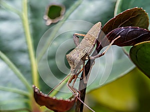 Leaf-footed bug resting on the green leaves.