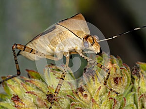 Leaf-footed Bug