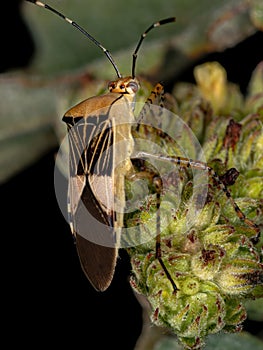 Leaf-footed Bug