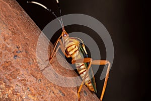Leaf-footed Bug
