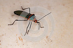 Leaf footed Bug