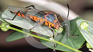 Leaf footed Bug photo