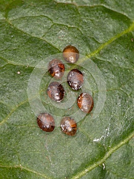 Leaf-footed Bugs Eggs