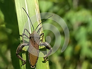 Leaf-footed Bugs family Coreidae. Euthochtha galeator. The grasshopper is fierce.