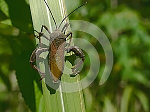 Leaf-footed Bugs family Coreidae. Euthochtha galeator. The grasshopper is fierce.