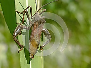 Leaf-footed Bugs family Coreidae. Euthochtha galeator. The grasshopper is fierce.