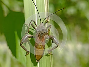 Leaf-footed Bugs family Coreidae. Euthochtha galeator. The grasshopper is fierce.