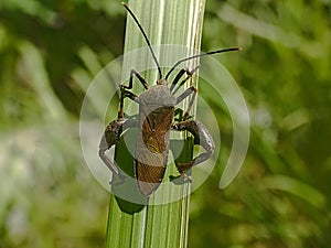 Leaf-footed Bugs family Coreidae. Euthochtha galeator. The grasshopper is fierce.