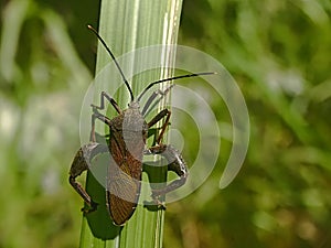 Leaf-footed Bugs family Coreidae. Euthochtha galeator. The grasshopper is fierce.