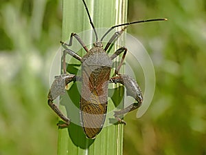 Leaf-footed Bugs family Coreidae. Euthochtha galeator. The grasshopper is fierce.