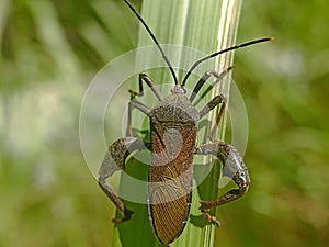 Leaf-footed Bugs family Coreidae. Euthochtha galeator. The grasshopper is fierce.