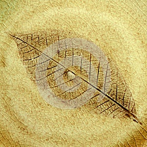 Leaf fossil in the stone.