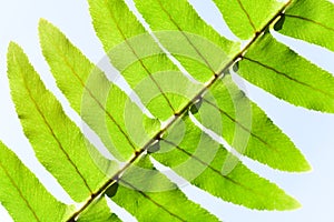 Leaf fragment of window ferny plant