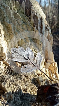 Leaf in freeze