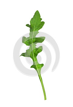 Leaf of fresh arugula isolated