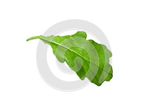 Leaf of fresh arugula isolated on white