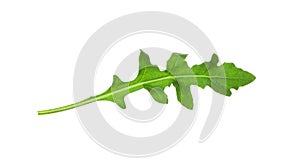 Leaf of fresh arugula isolated on white