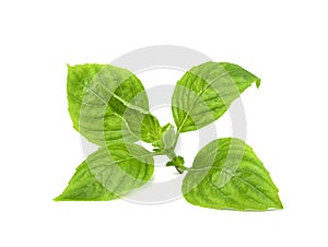 Leaf  fresh basil isolated on white background ,Green leaves pattern