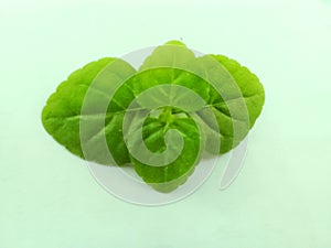 Leaf fresh with green color with white background