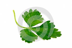 Leaf fresh parsley on white