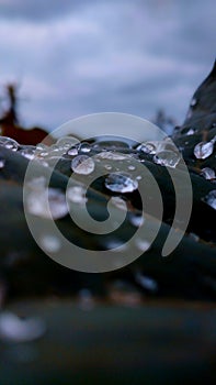 Leaf, Fresh, water,beautiful, cold,