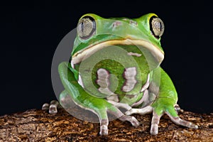 Leaf frog