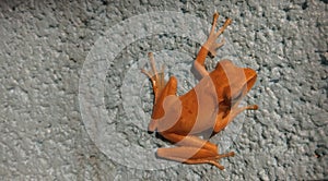 Leaf frog has orange