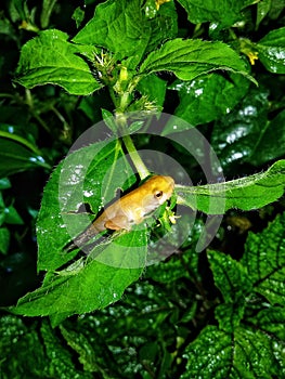 leaf frog saplings