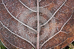 Leaf with frost