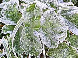 Leaf frost covered in cold autumn morning in macro view