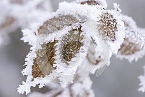 Leaf with frost and ice