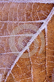 Leaf with frost pattern