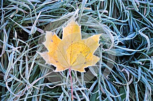 Leaf on frozen grass