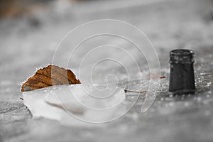 Leaf frozen in ice - highlight