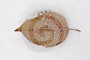 Leaf frozen on snow