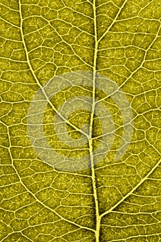 Leaf of fruit tree close up. Dark yellow mosaic pattern of veins and plant cells. Tinted vertical background. Macro