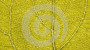 Leaf of fruit tree close up. Vivid yellow mosaic pattern of veins and plant cells. Abstract tinted background or wallpaper. Macro