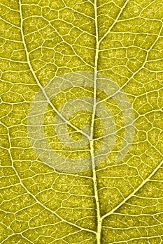 Leaf of fruit tree close-up. Vivid yellow mosaic pattern of veins and plant cells. Abstract tinted vertical background. Macro