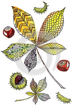 Leaf and fruits of horse chestnut on a white background. Botanical illustration