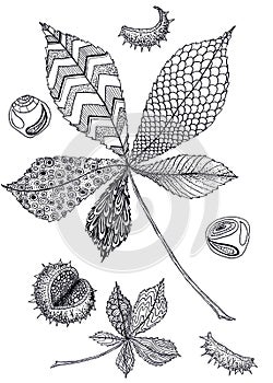 Leaf and fruits of horse chestnut on a white background. Graphics