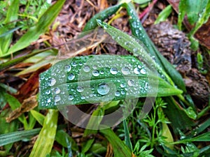 Leaf full of raindrops photo
