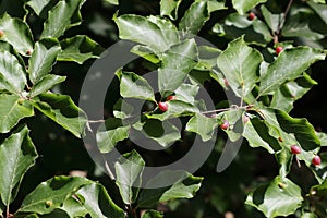 Leaf gall plant infection