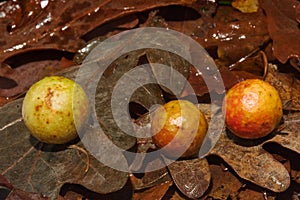 Leaf galls