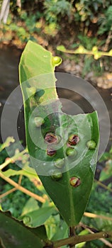 leaf galls a guava tree in farm