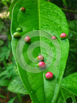 Leaf galls are little bumps on leaves and may be a sign of pest, bacterial, or fungal problems.
