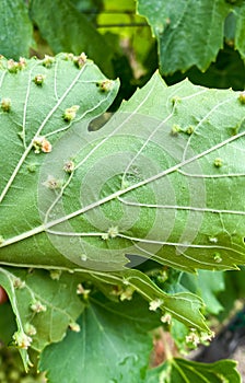 Leaf galls plant disease on grape leaves