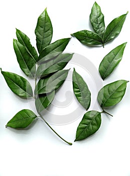 Leaf Gamboge