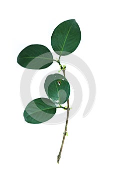 Leaf Gamboge tree white background in studio